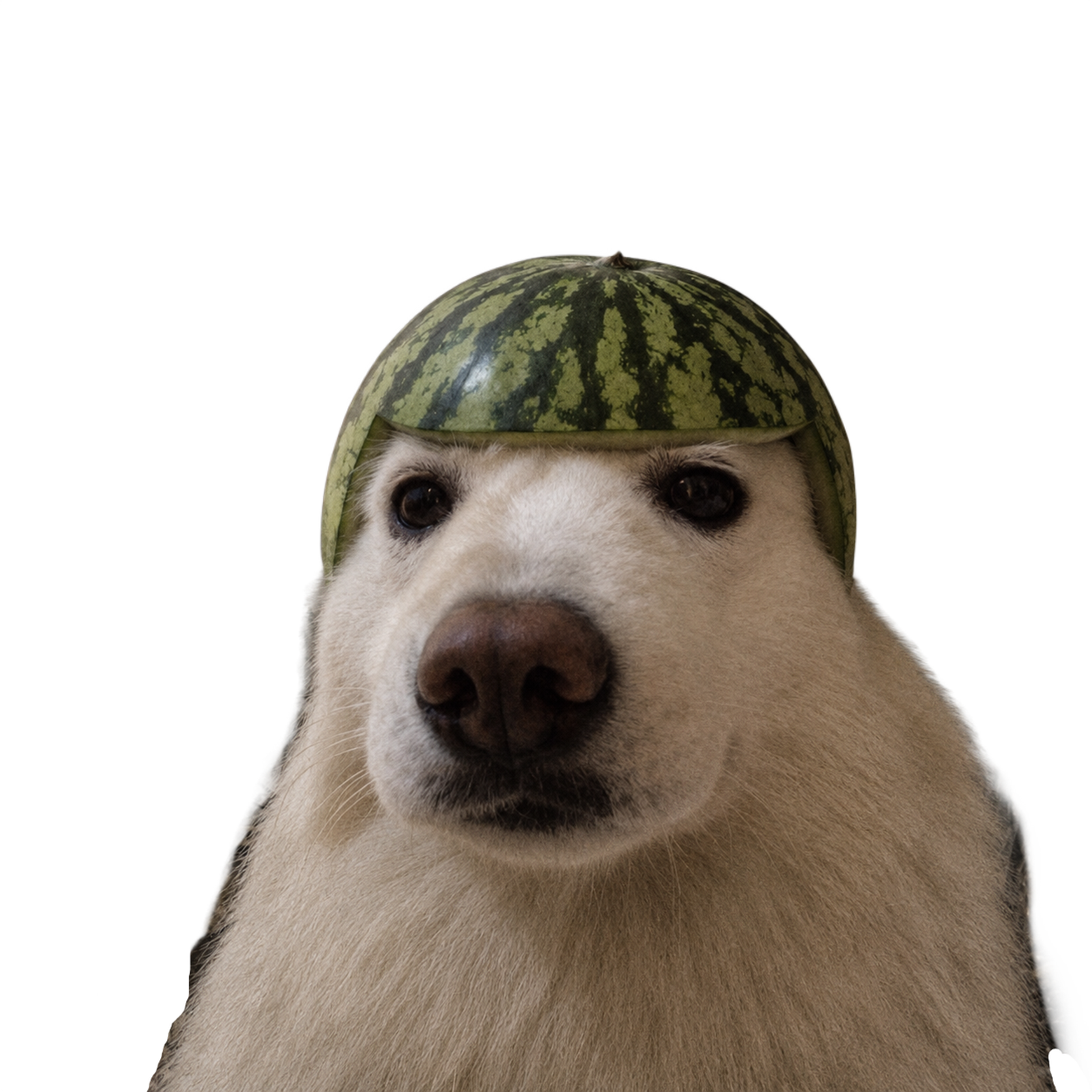 A dog wearing a watermelon rind as a helmet